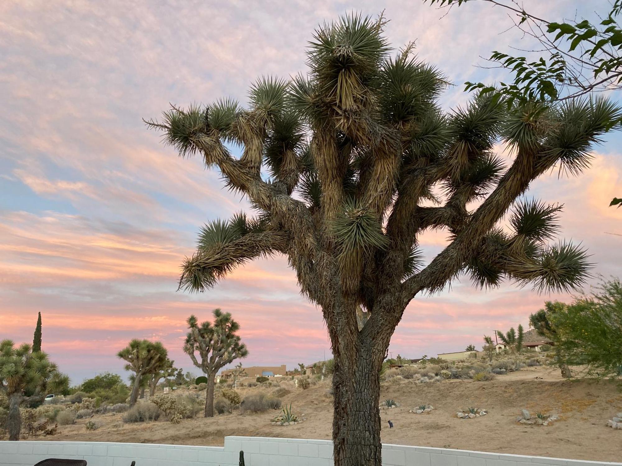Electroliquid'S Casa Pueblo Joshua Tree Villa Exterior photo